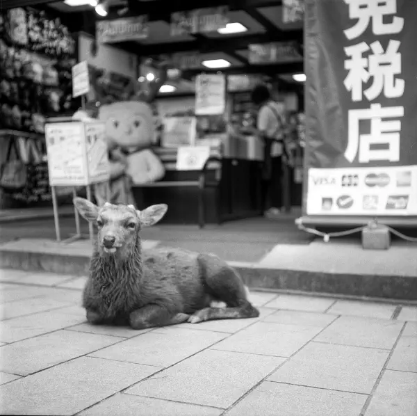 Chika-chan Chika-chan