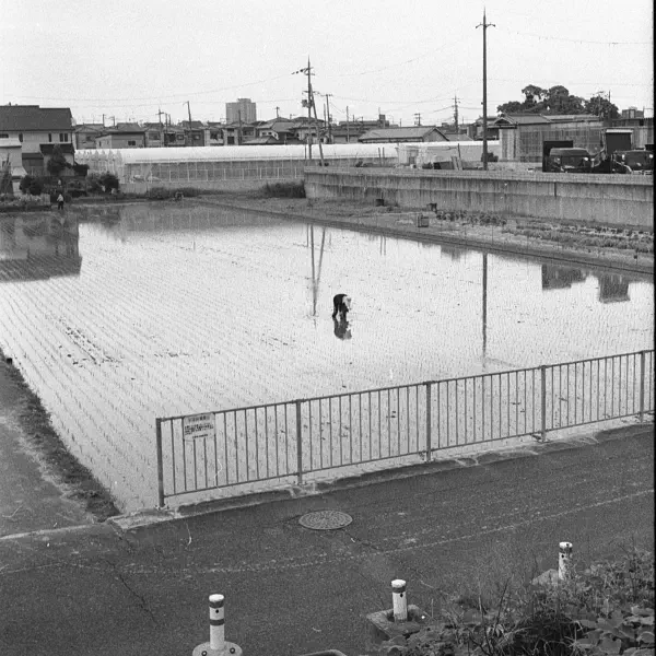 Rice planting Rice planting