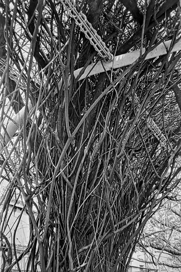 Wisteria Branches Wisteria Branches